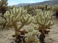 Joshua Tree NP